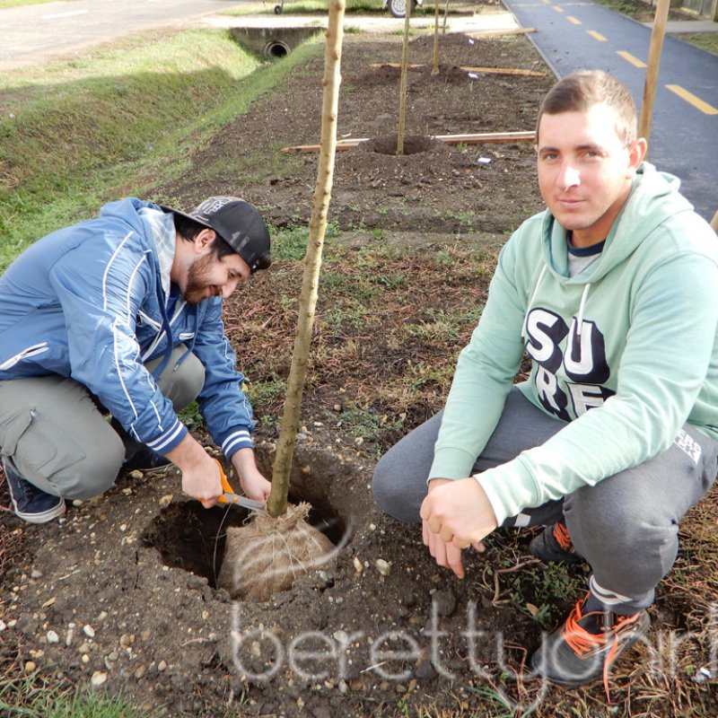 Közösségi faültetés Berettyóújfaluban 50
